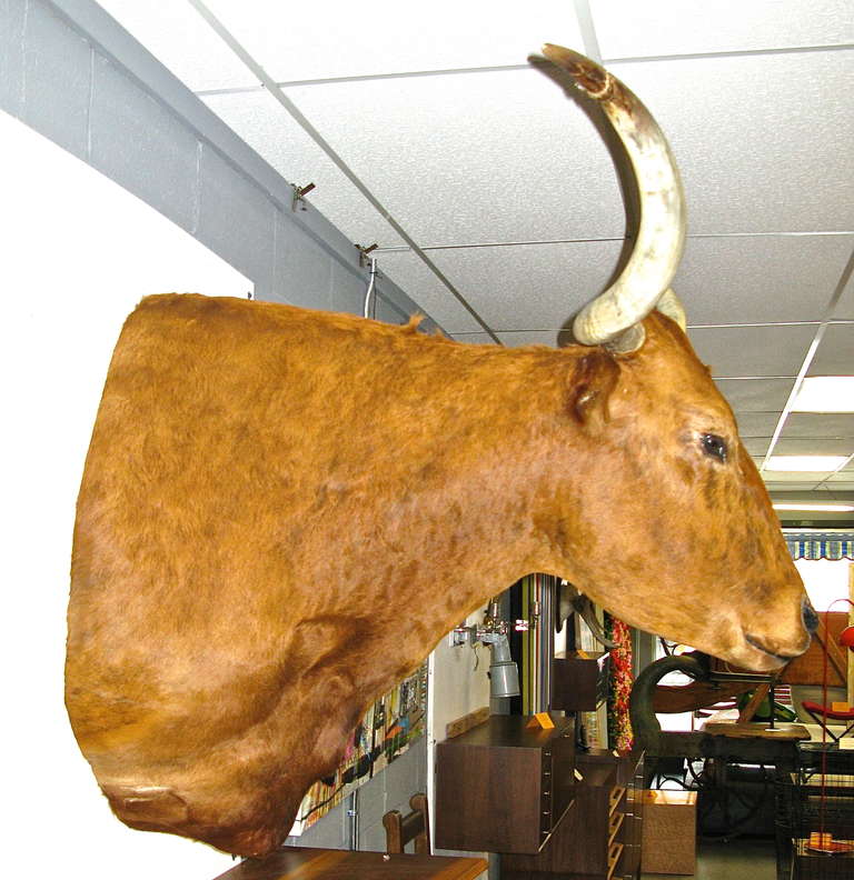 20th Century Colossal Texas Longhorn Bull Shoulder Mount