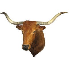 Colossal Texas Longhorn Bull Shoulder Mount