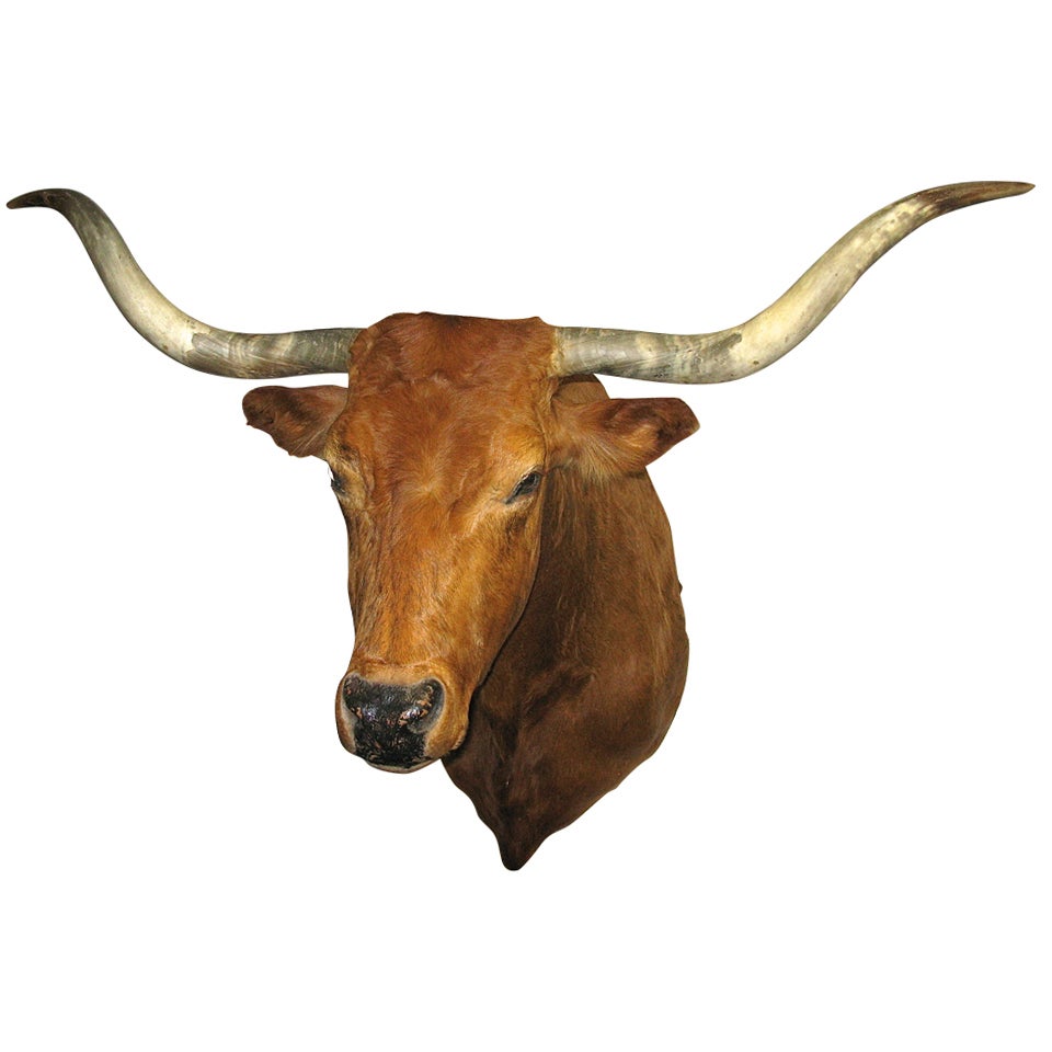 Colossal Texas Longhorn Bull Shoulder Mount