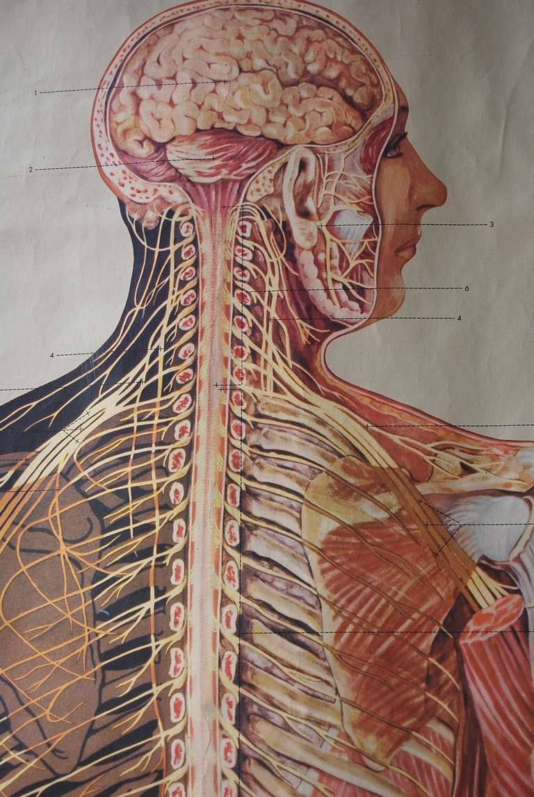 Nervous System Educational Teaching Aid Poster, c. 1957 German In Good Condition For Sale In Charleston, SC