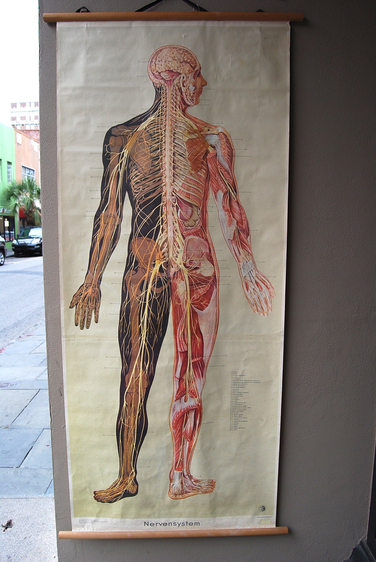 Nervous System Educational Teaching Aid Poster, c. 1957 German For Sale