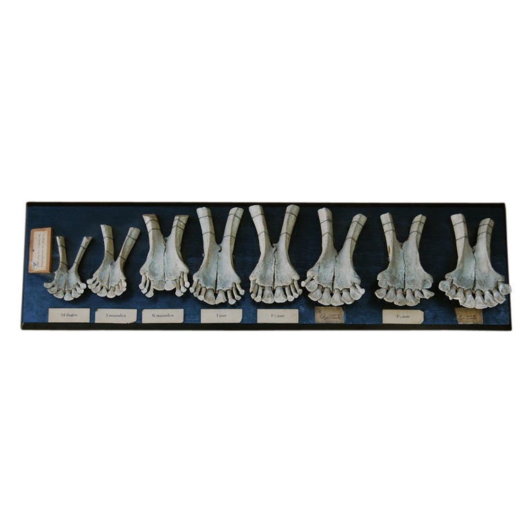 Veterinary Instructional Specimen Lower Cow Jaws