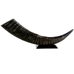 Sculptural Water Buffalo Horn Mounted on Chrome Base