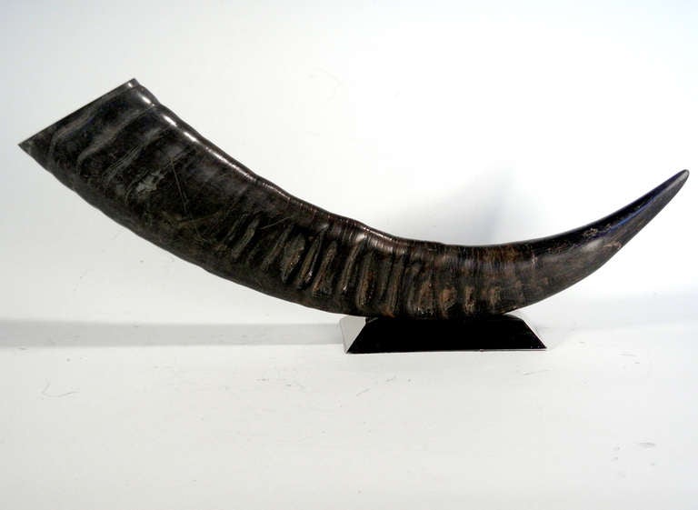 Sculptural Water Buffalo Horn Mounted on Chrome Base