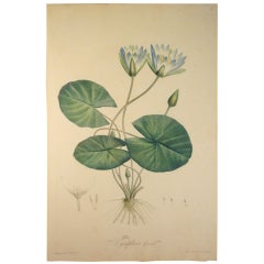 Pierre-Jospeh Redoute, "Nymphaea Caerula" Original Engraving