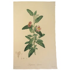 Pierre-Joseph Redoute "Lagunaea Squamea" Stipple Engraving Pierre-Joseph Redoute "Lagunaea Squamea" Stipple Engraving