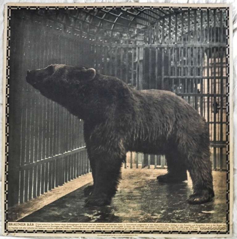 20th Century Ten Animal Lithographs for Vienna Zoo 1905 For Sale