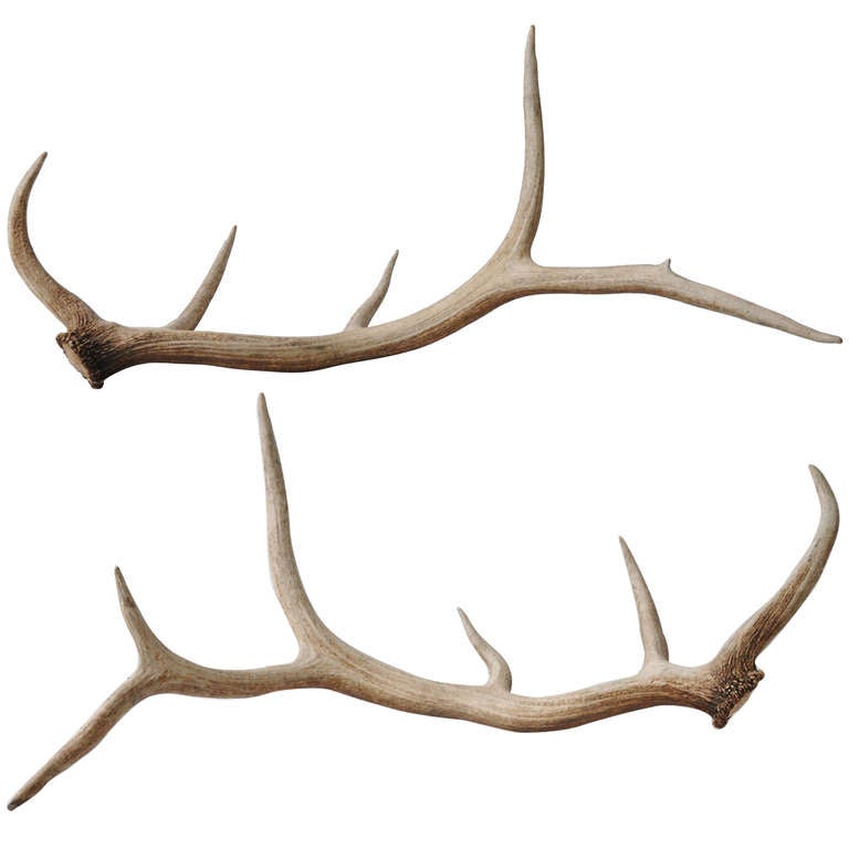 young elk antlers young elk antlers