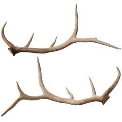 Pair of Elk Antlers