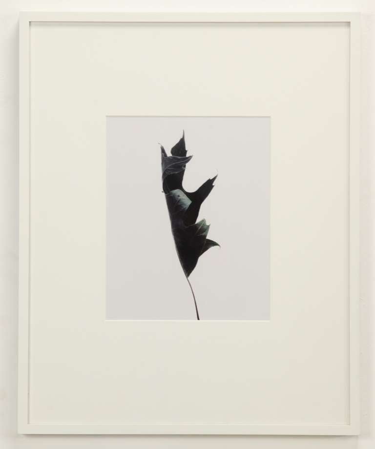 Minimalist Oak Leaf by Jasper Wiedeman, Series of Three