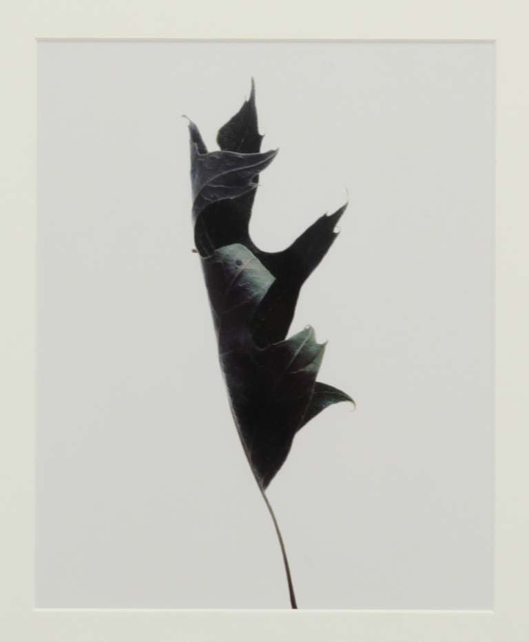 One out of a serie of three prints of leaves by Jasper Wiedeman, inspired by the work of Leendert Blok. Simple, elegant and direct registration of the isolated beauty of simple leaves. These are direct shots, no photoshop applied.

Late 1980/early