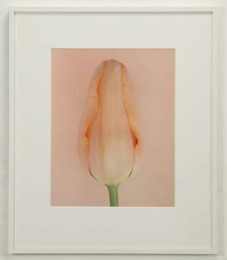 Minimalist Set of three photo images from the Tulip series by Wiedeman For Sale