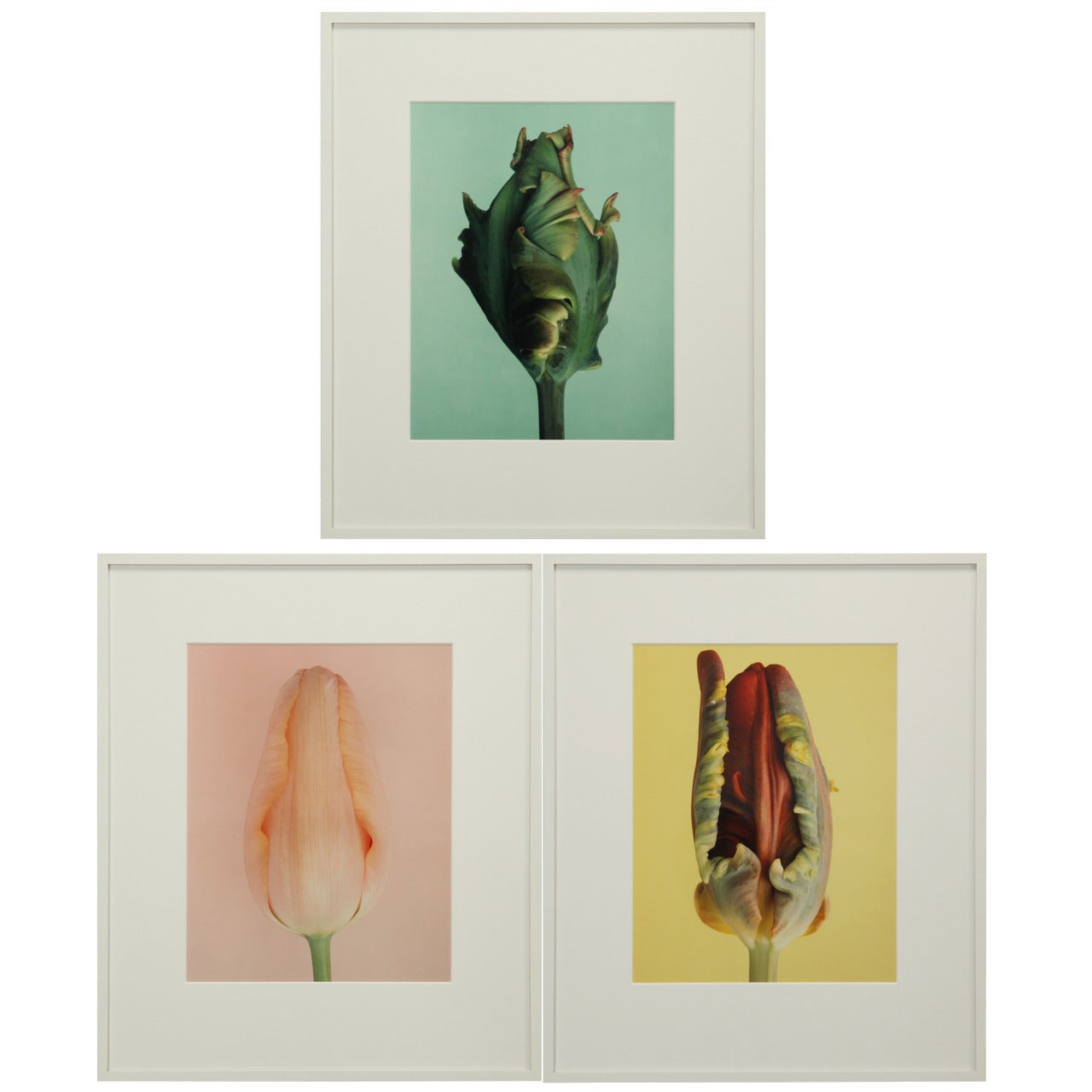 Set of three photo images from the Tulip series by Wiedeman For Sale