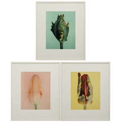 Set of three photo images from the Tulip series by Wiedeman 5