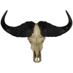 A Large Buffalo Skull