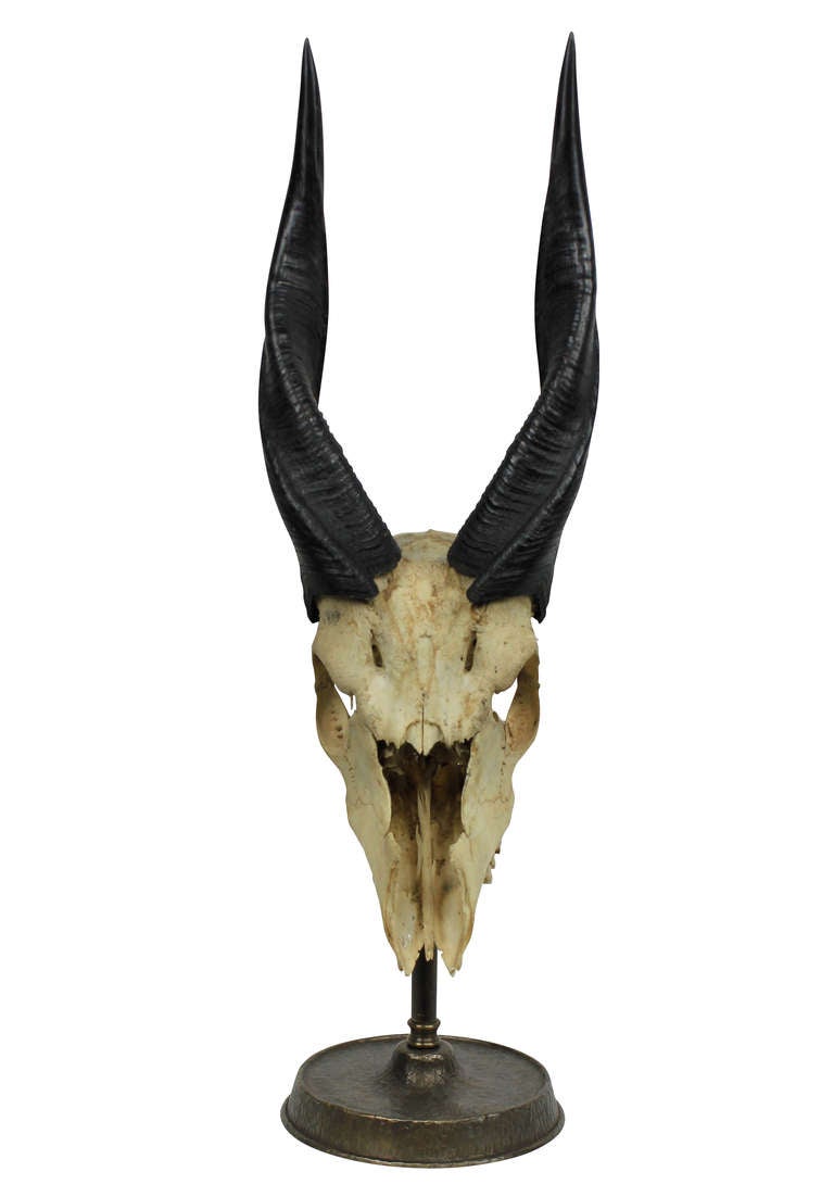 An ibex skull mounted upon a bronze base.