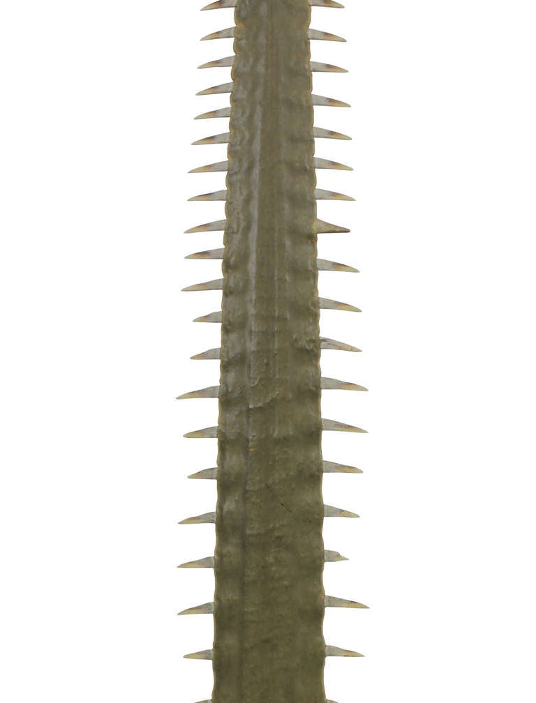 A large swordfish bill mounted on a bronze plinth.