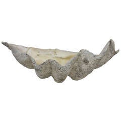 Antique Giant Clam Shell