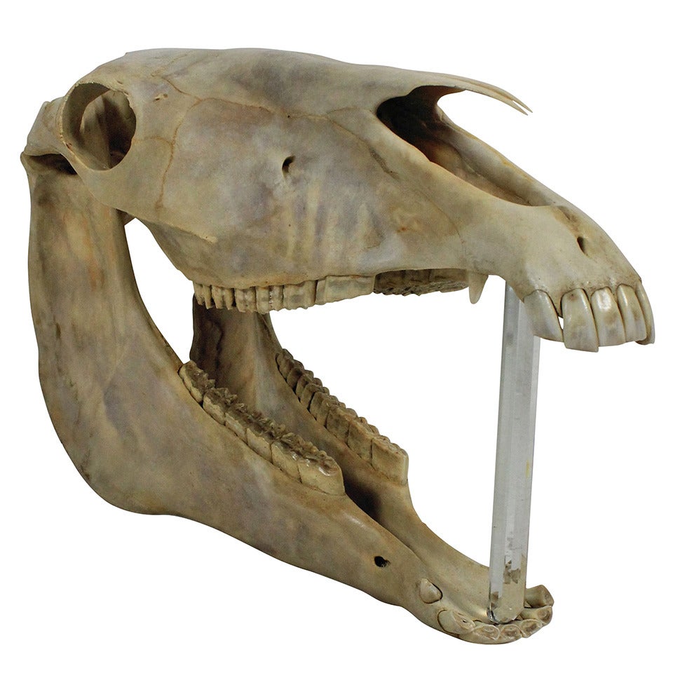 A Large Antique Horses Skull