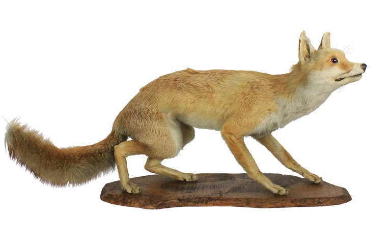 An intrepid taxidermy fox on a wooden stand. In very good condition.
