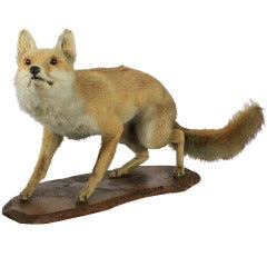 An Intrepid Fox