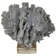 A Large Mounted Blue Coral