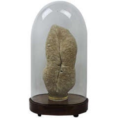 Vintage An Unusual Mounted Sea Coral Within A Glass Dome