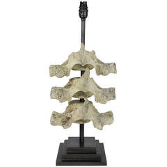 Lamp Comprised of Dolphin Vertebrae