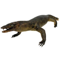 A Large Taxidermy Lizard