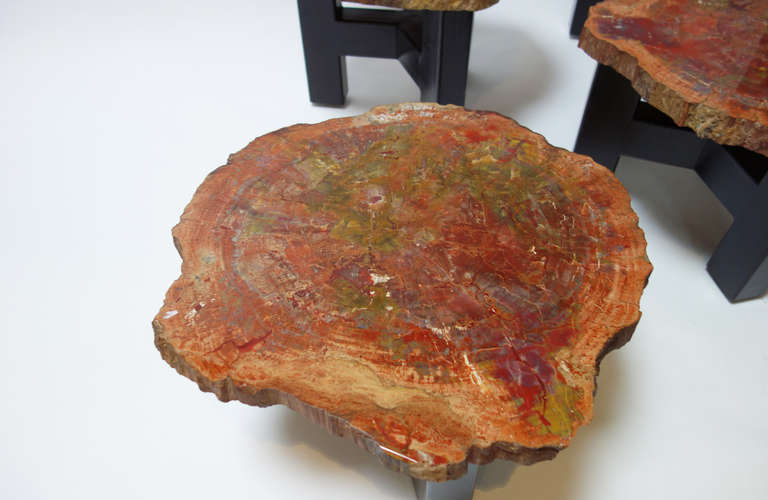 Set of 5 pedestal tables composed of a petrified wood from Arizona tabletop resting on a metal tripod.