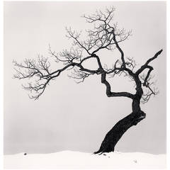 "Kussharo Lake Tree, Kotan, Hokkaido, Japan" by Michael Kenna