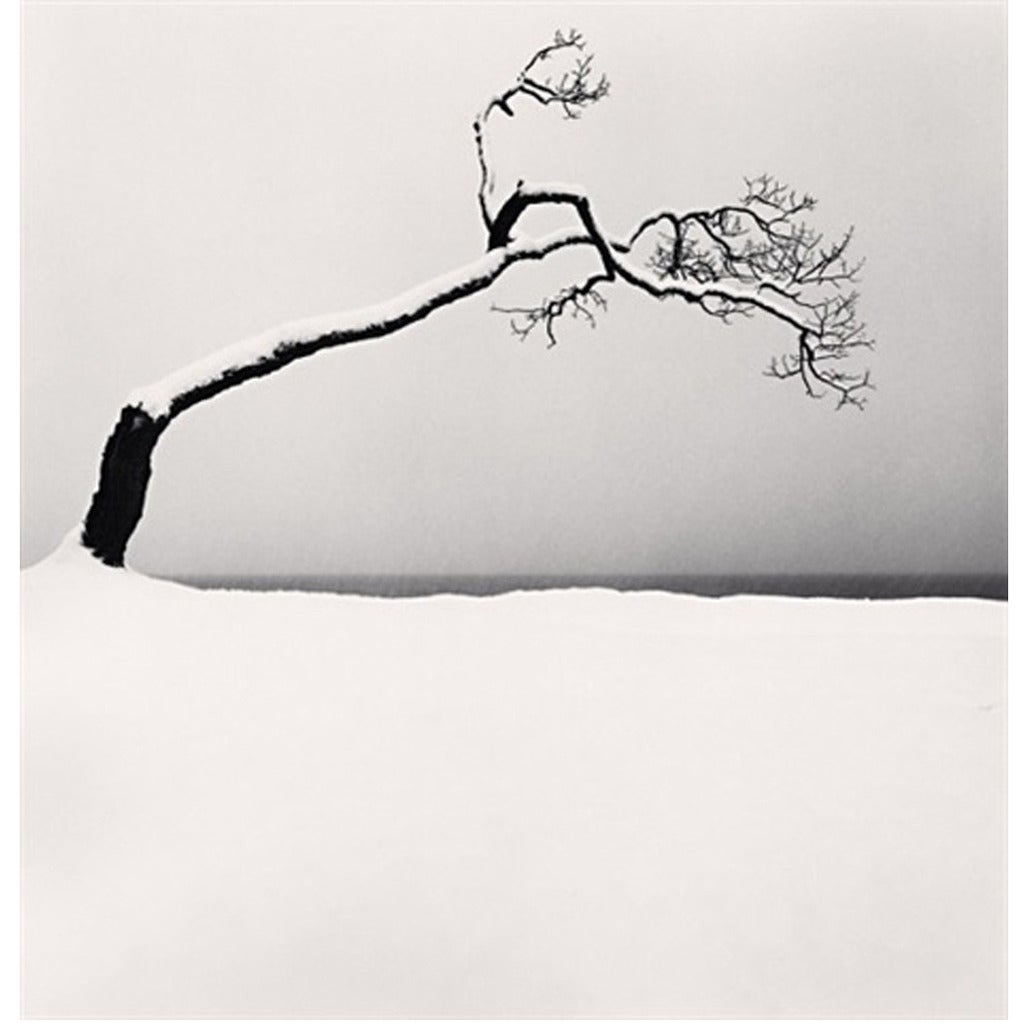 "Kussharo Lake Tree, Study 2, Kotan, Hokkaido" by Michael Kenna For Sale