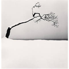 "Kussharo Lake Tree, Study 2, Kotan, Hokkaido" by Michael Kenna