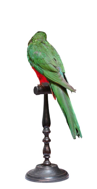 20th Century Mounted Parrot