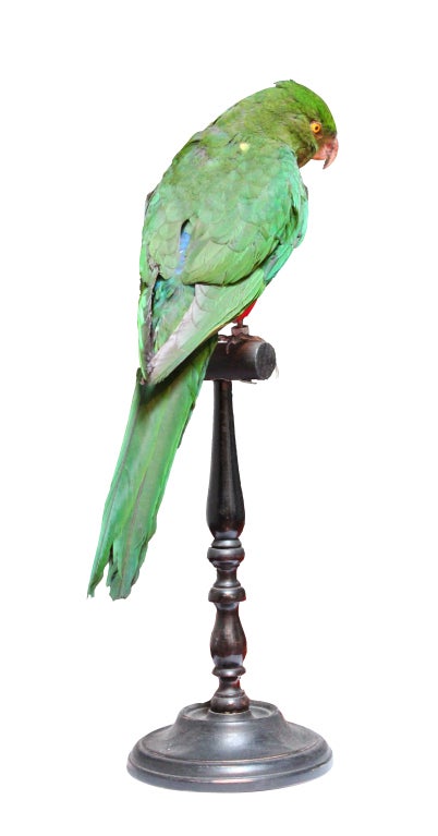 Mounted Parrot 1