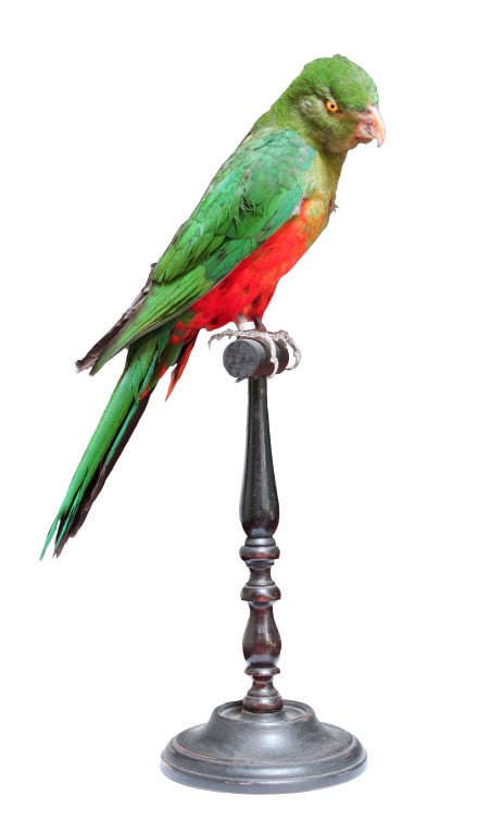 Mounted Parrot 2