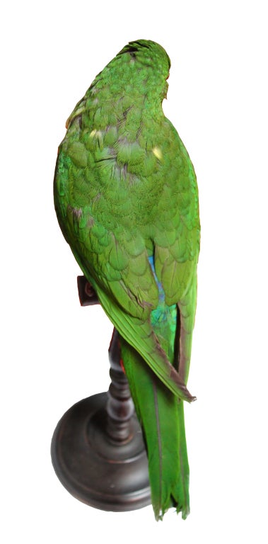 Mounted Parrot 3
