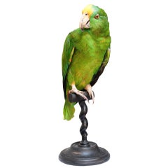 Mounted parrot