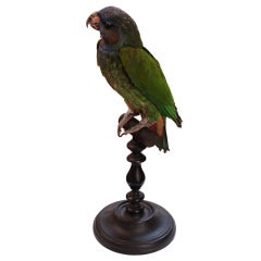 Mounted Parrot