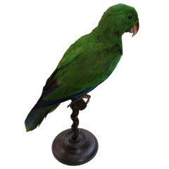 Mounted Parrot