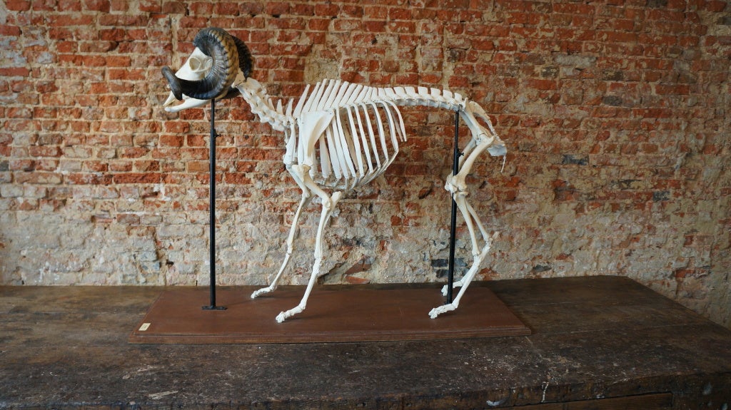 Skeleton Sheep