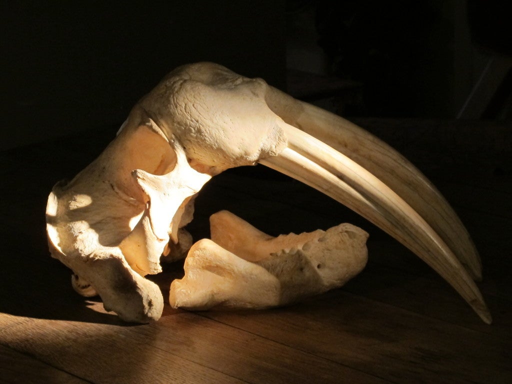 Walruss skull
