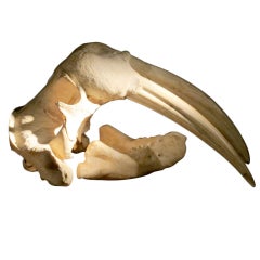 Walruss skull