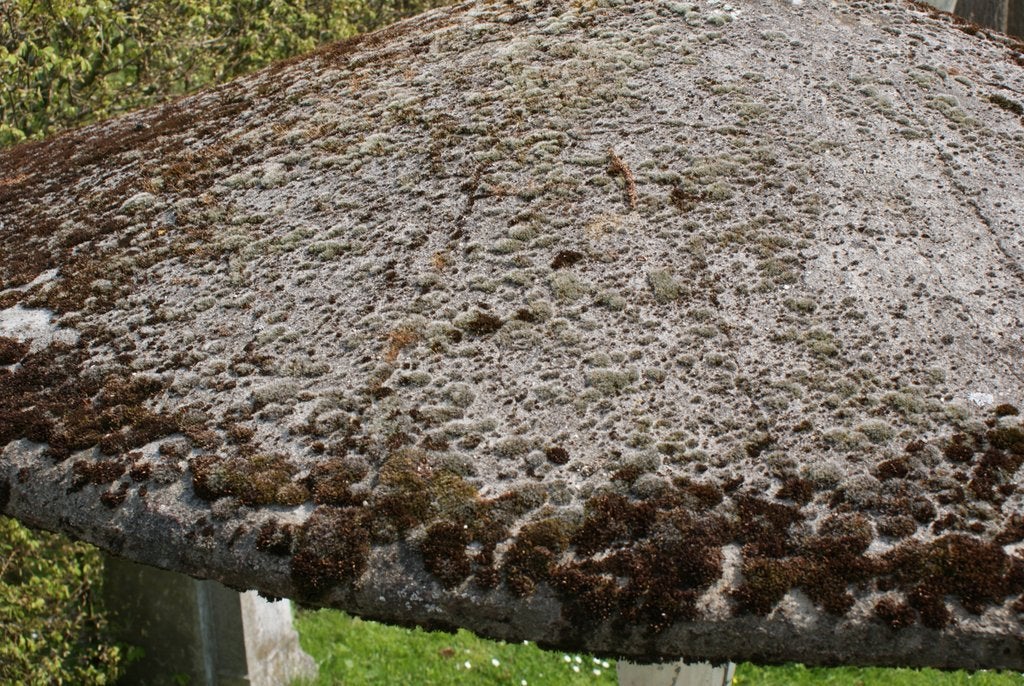 Huge Stone Umbrella Mushroom 3