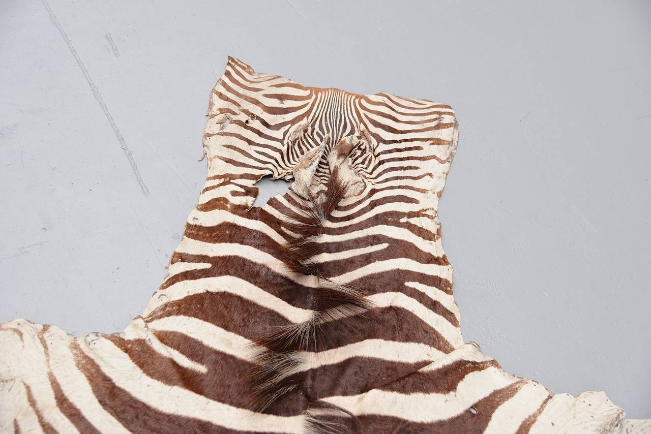 zebra hides zebra hides