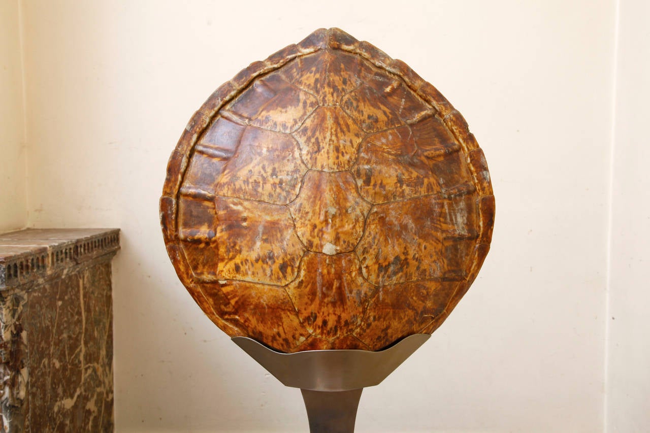 Important Dior Tortoise Lamp For At 1stdibs Important Dior Tortoise Lamp For 2
