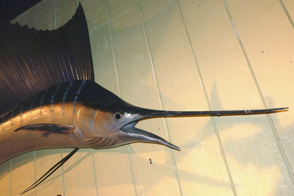 Large taxidermy skin mount sailfish with beautiful colors.