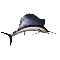 Vintage Taxidermy 9' Sailfish