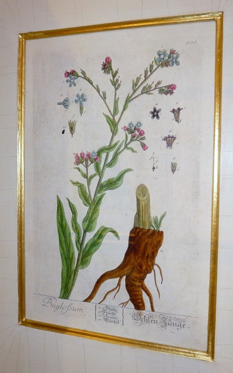 English Botanical Prints Set of 4
