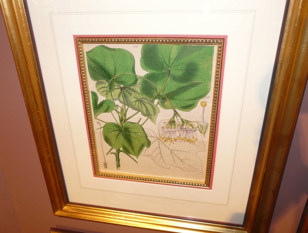 English Botanical Prints Set of 8